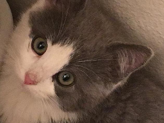 Todd and Jenny Harding Have a New Baby Kitten [PICTURES]