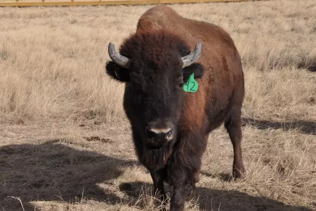 Bison Released on Natural Area North of Fort Collins &#8211; One Year Later [PICTURES]
