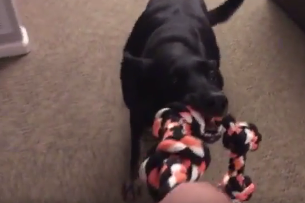 My Dog Whines When We Play Tug of War