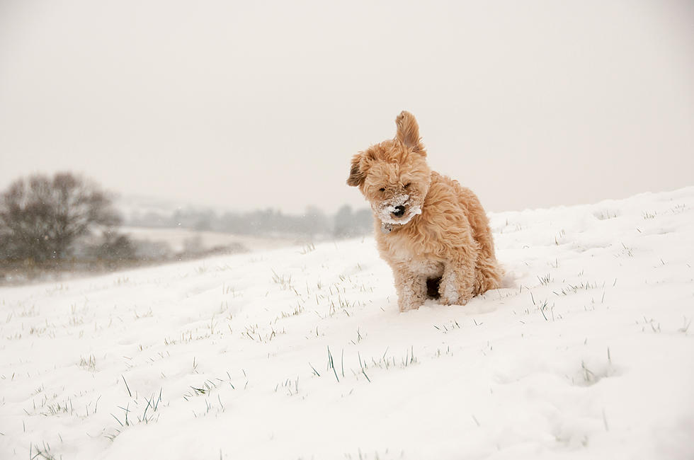 10 Things Every Colorado Dog Owner Should Know During Winter