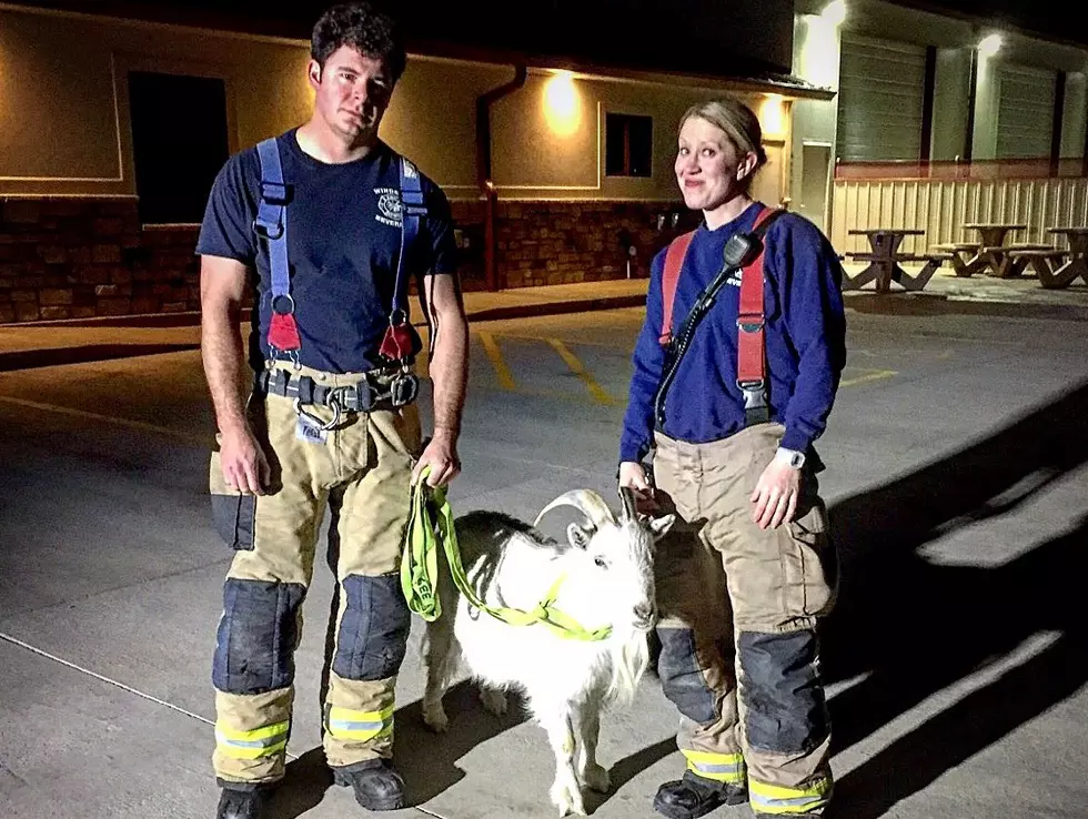 Goat Found Wandering the Streets of Severance Late Tuesday Night