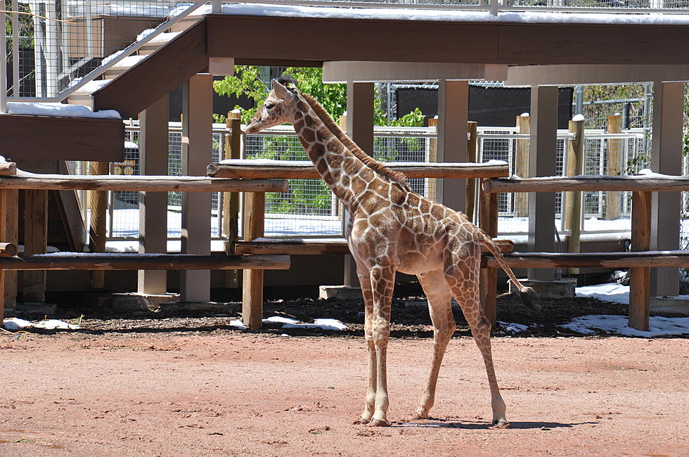 Dobby the Giraffe Turns One-Year-Old at Denver Zoo [PICTURES]