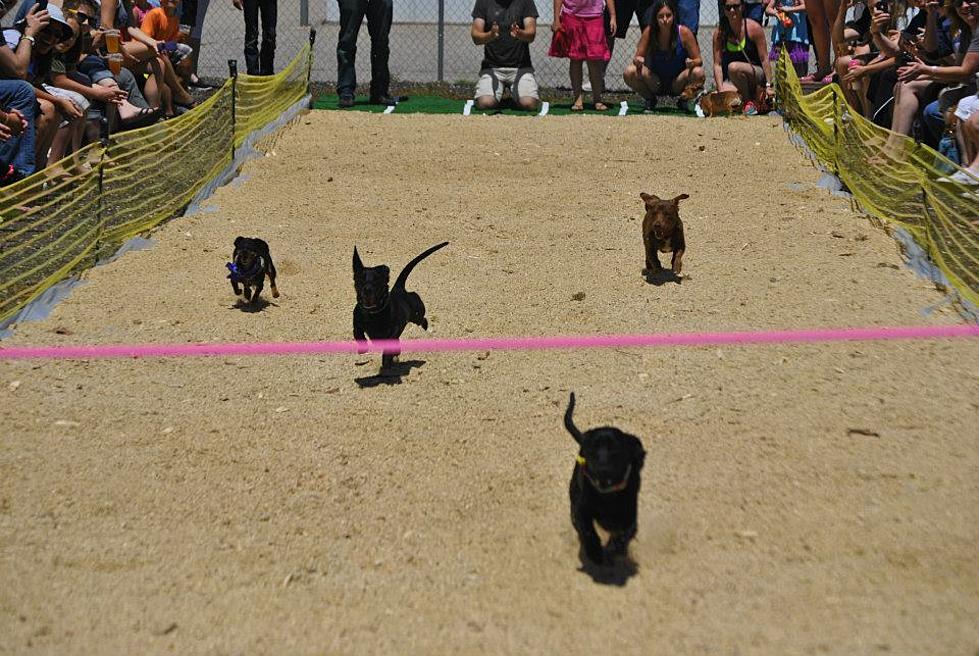 6th Annual Running of the Wieners Dachshund Races Set for May 13