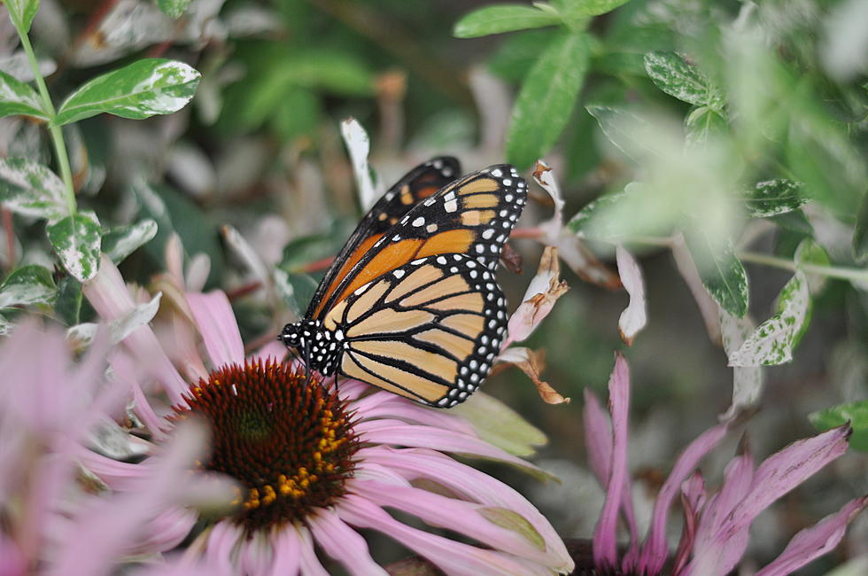 Gulley Greenhouse Free Butterfly Pavilion Open Through June 18