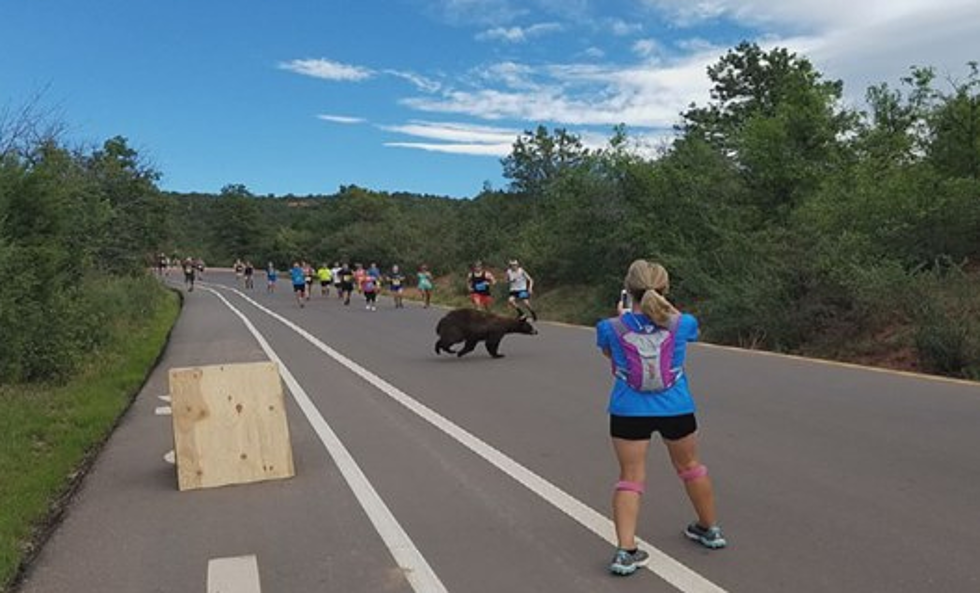 A Bear Crosses Through A CO Foot Race