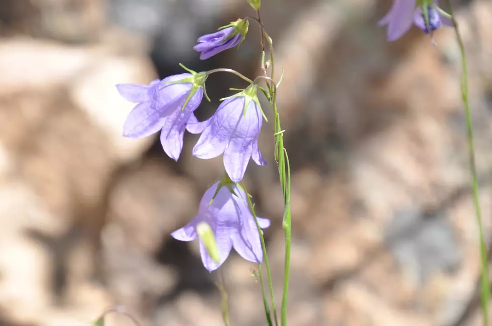 Fort Collins Wildflower Walk to Show Off Natures Beauty