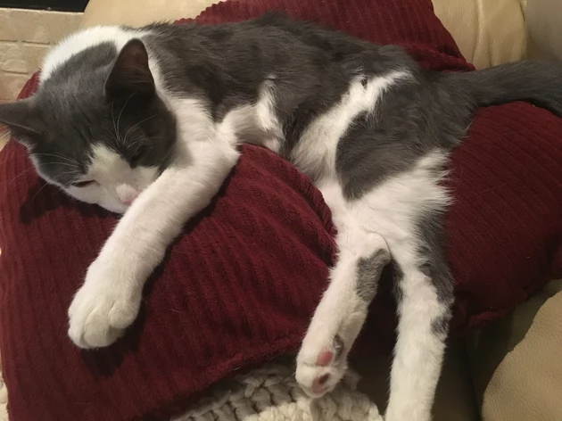 Todd Claims to Have the Laziest Cat in the World [VIDEO]
