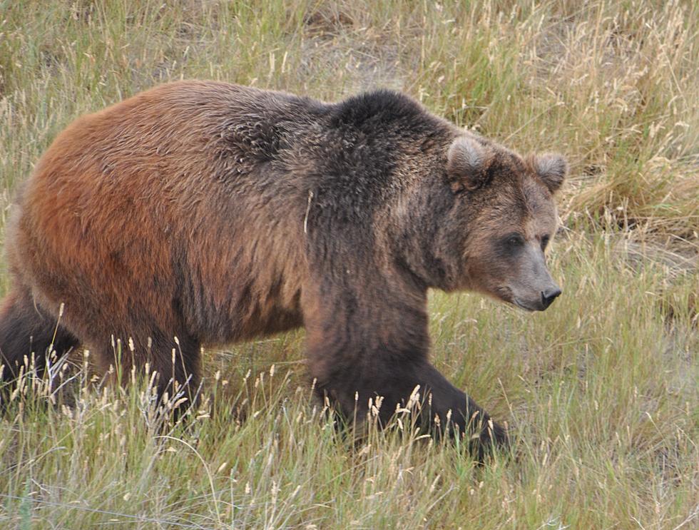 Gunshots Fail to Scare Bear in Colorado Campground
