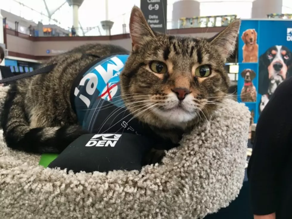 Denver International Airport Introduces First Therapy Cat &#8211; Xeli