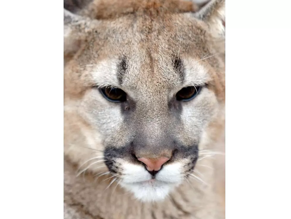 2 Mountain Lions Euthanized in Bailey