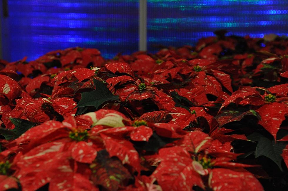Carrie's Cause Looks to Deliver 4,000 Poinsettias 
