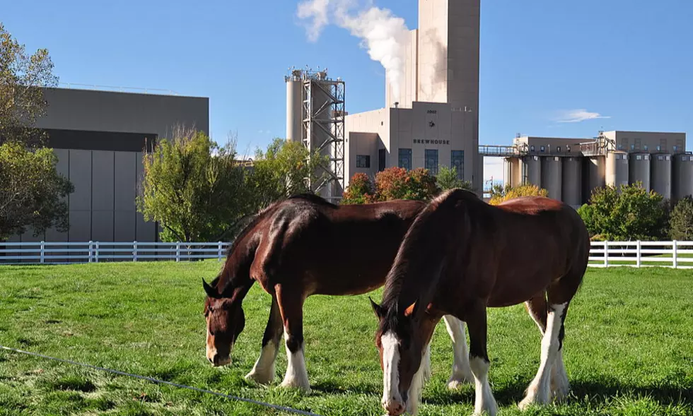 Budweiser Clydesdales Are Coming to Fort Collins This Spring