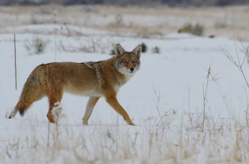 Coyote Sightings Increase in Colorado - What You Should Know