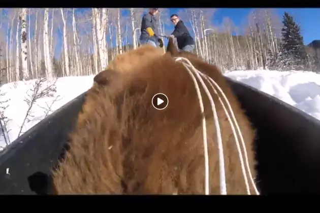 Trio of Colorado Bear Cubs Get a Sled Ride