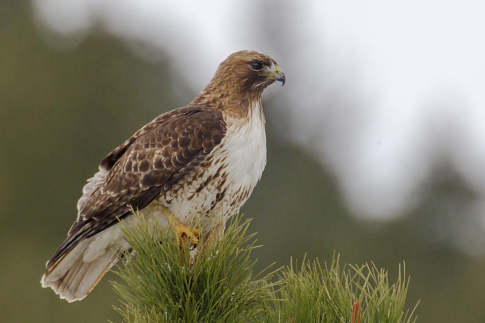 Colorado Parks & Wildlife: ‘Stop Shooting Birds of Prey With Pellet Guns’
