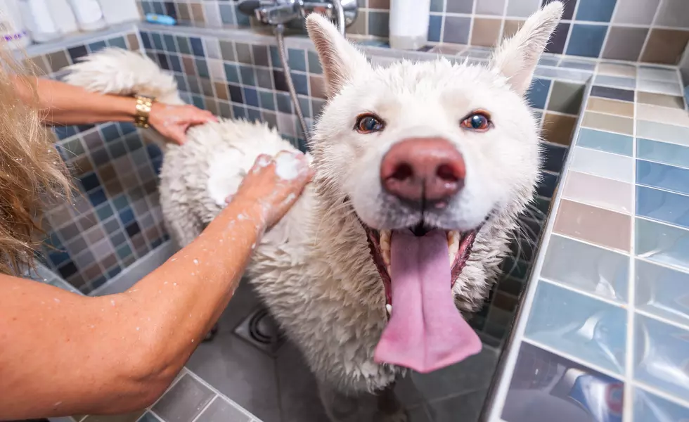 Adding a Pet Shower to Your Home Can Increase the Value