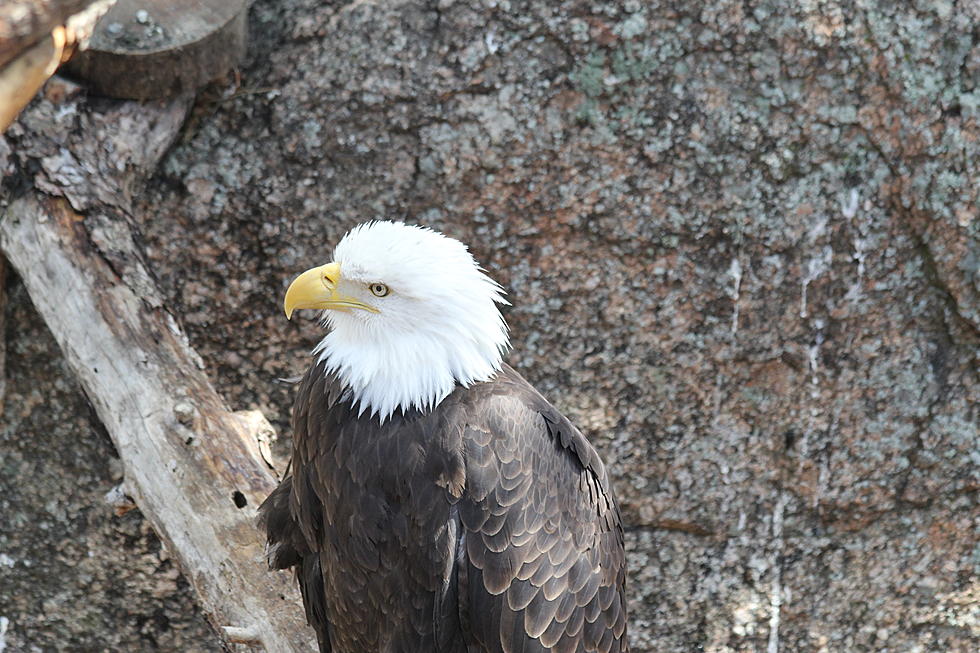Where to Go to View Bald Eagles in Colorado