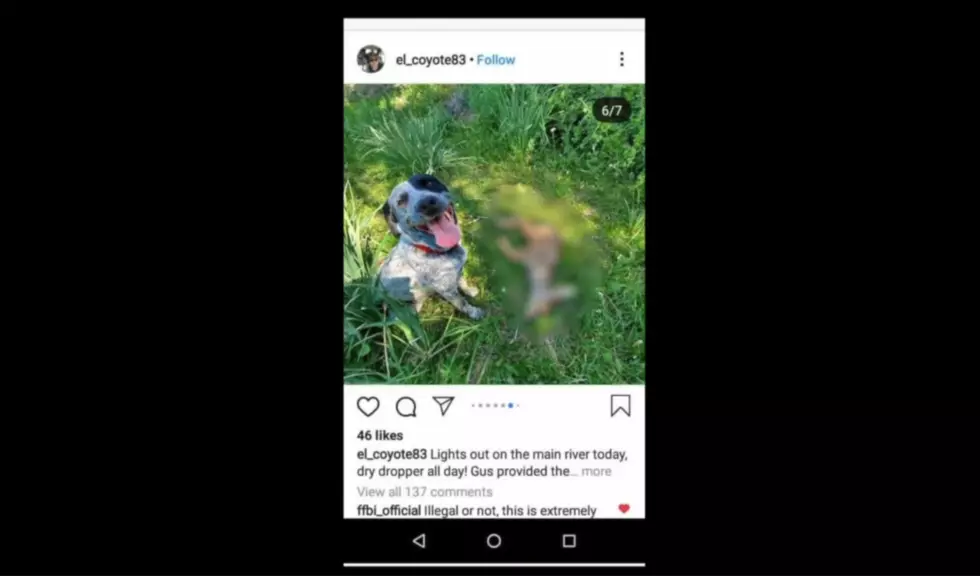 Colorado Man Under Investigation For Video of Dog Killing Fawn