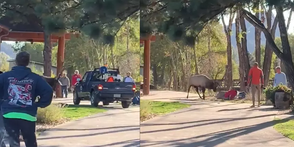 Elk Attack Caught on Video in Estes Park