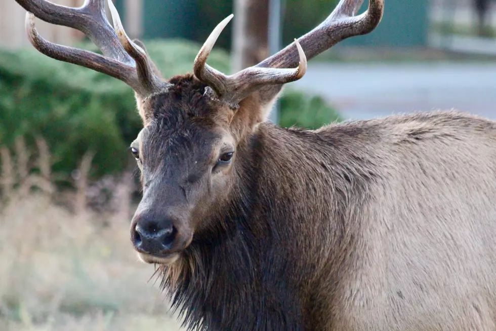 Estes Park Neighborhood Elk ‘Block Party’ Post Goes Viral