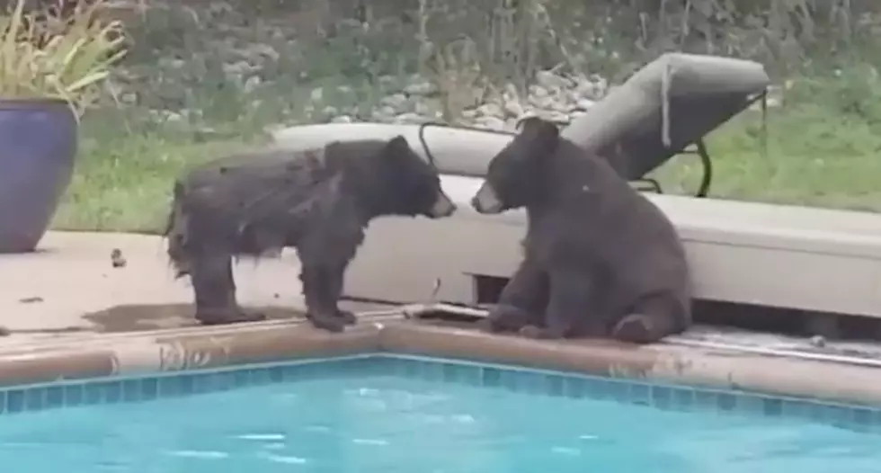Two Bears Enjoy a Pool in the Suburbs of Boulder County [WATCH]