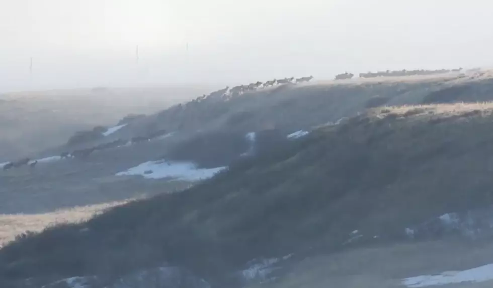 150+ Elk Herd Runs Down Valley Through Morning Fog [WATCH]