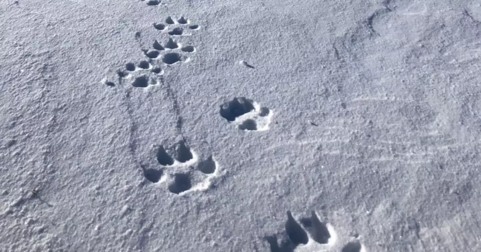 PHOTOS: Colorado Wildlife Officials Follow Huge Tracks, Find 6 Wolves