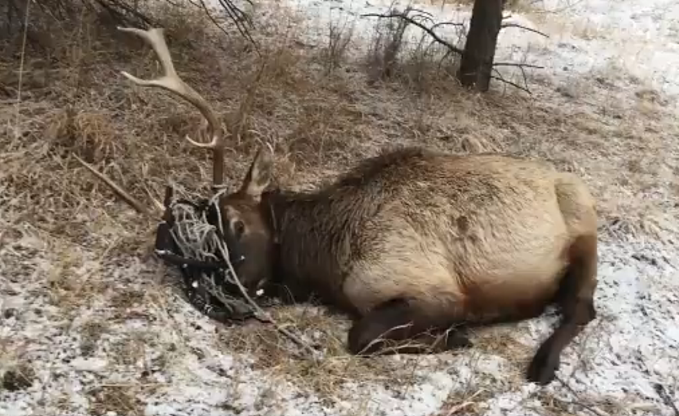VIDEO: Bull Elk Wrapped Up In Hammock in Colorado