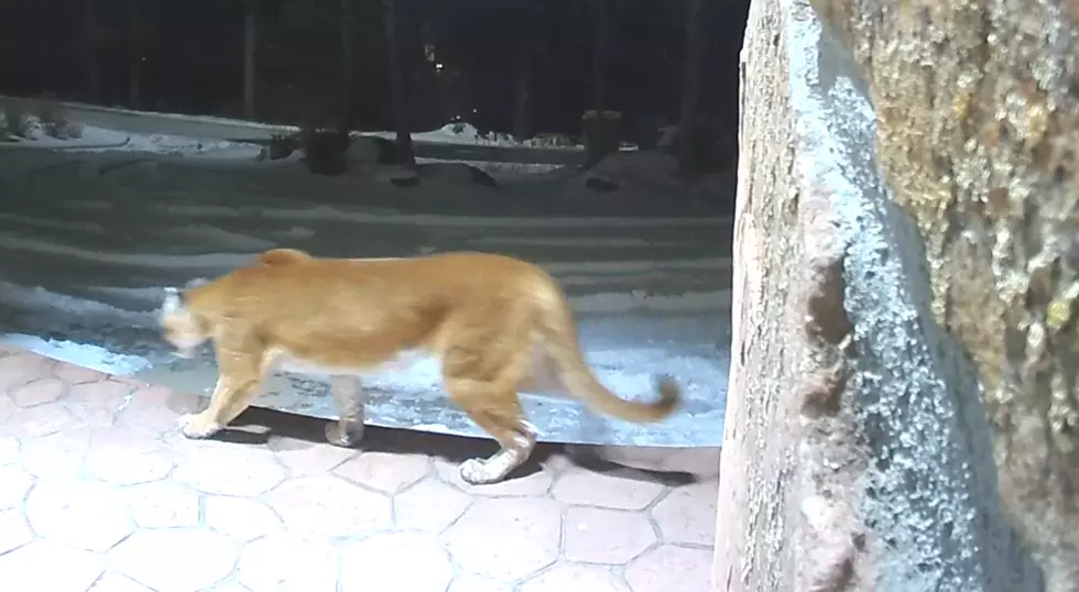 Video: Huge Mountain Lion on Estes Park Porch