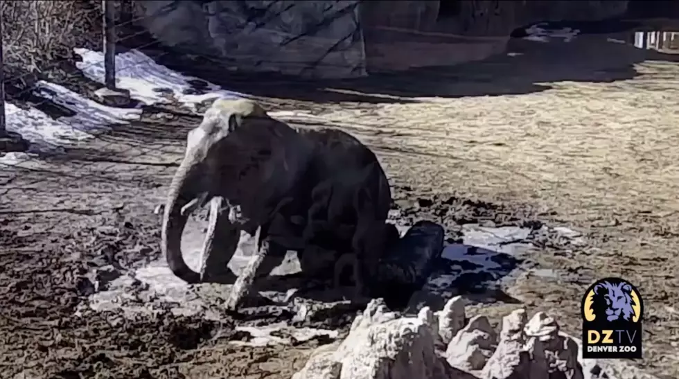 [WATCH] Denver Zoo Elephant Rolls in Mud to Cool Off