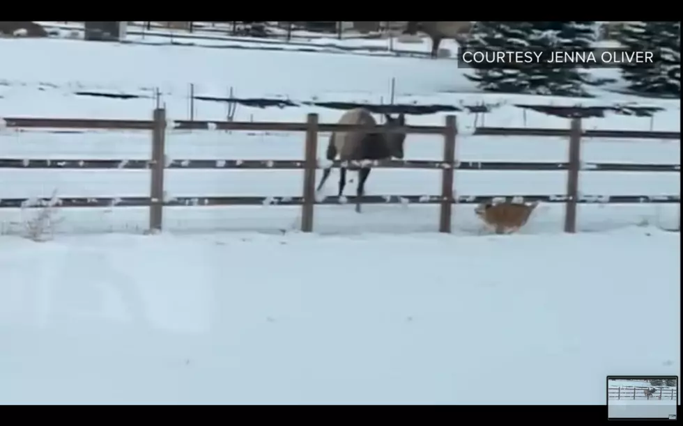 WATCH: Elk and Dog Play Together in the Berthoud Snow