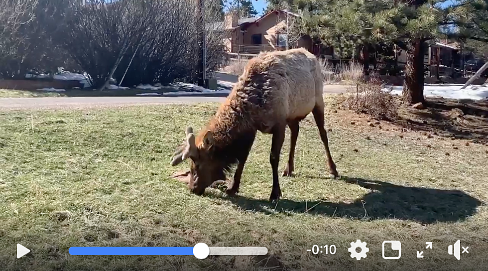 30 Seconds Of Bliss With an Elk Grazing in Estes Park [WATCH]