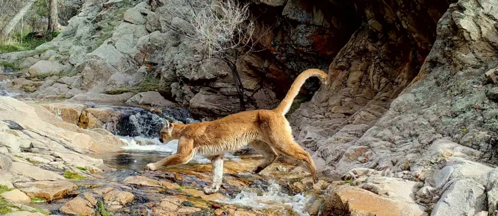 Loveland Man Captures Incredible Footage of Mountain Lion [WATCH]