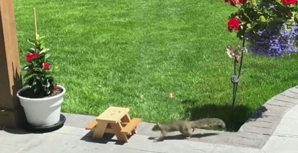 Fort Collins Squirrels Takes Lunch Break on Miniature Picnic Table [WATCH]