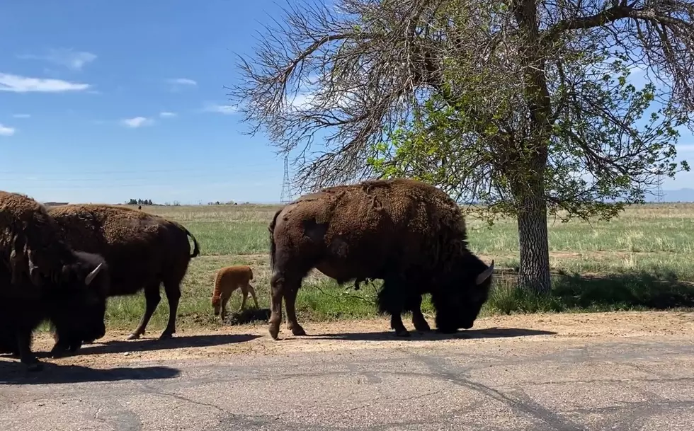 Baby Bison Makes Appearance at Colorado Wildlife Refuge [WATCH]