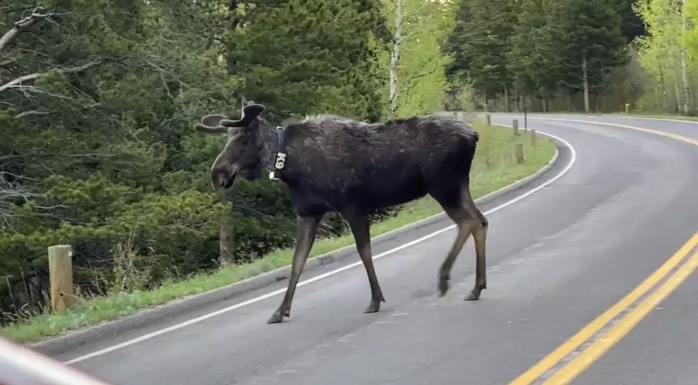 Elk, Moose and More Stroll Through Rocky Mountain National Park Opening Day [WATCH]
