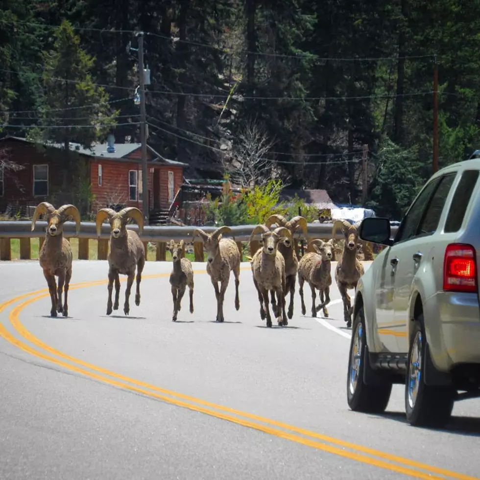 Colorado Resident Captures Incredible Photos of Big Horn Sheep