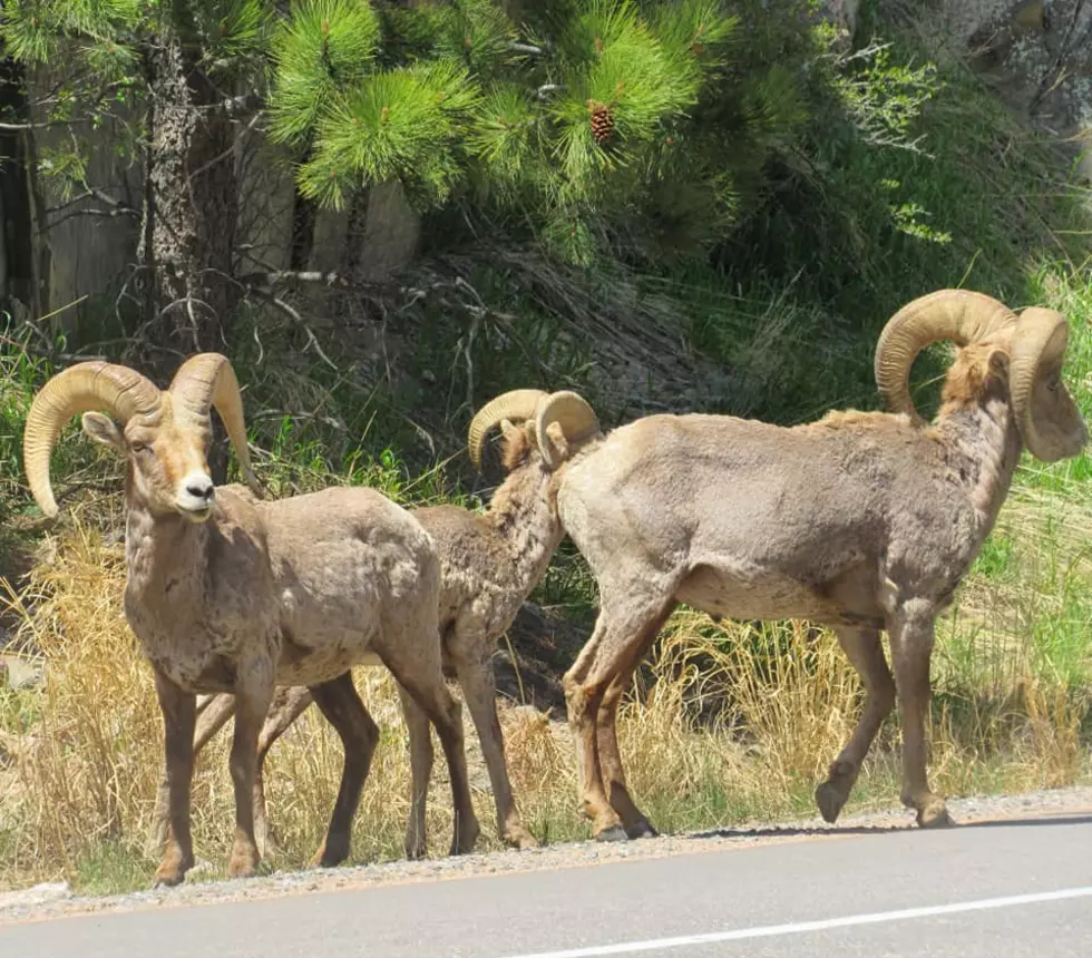 Big Horn Sheep Group Roaming Through Leadville [WATCH]
