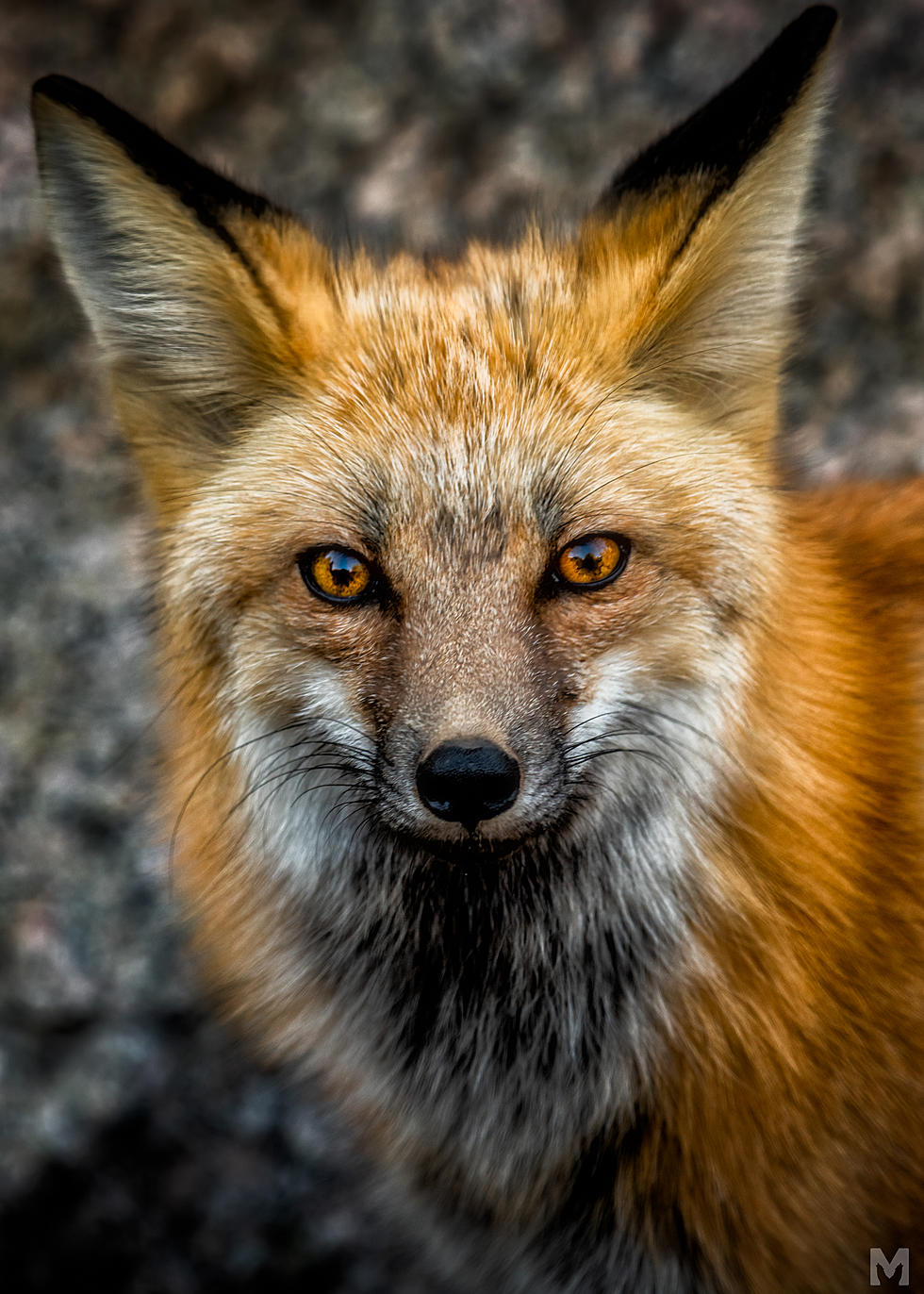 Fox Euthanized After Colorado Woman “Kidnaps” It, Posts Photos to Instagram