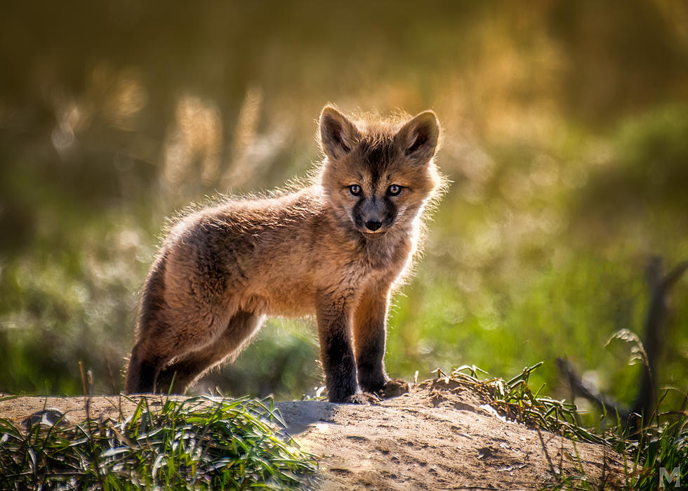 Fox Pups Playing in the Colorado Sunshine will Melt Your Heart [Gallery]