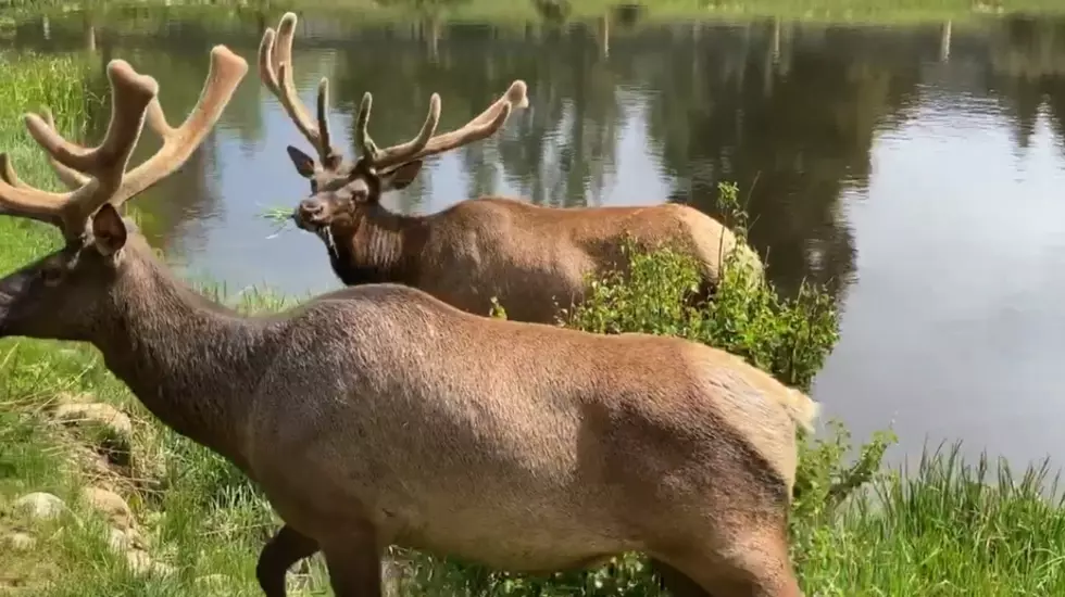 Monster Elk Trio Found Grazing at Estes Park Lake [WATCH]