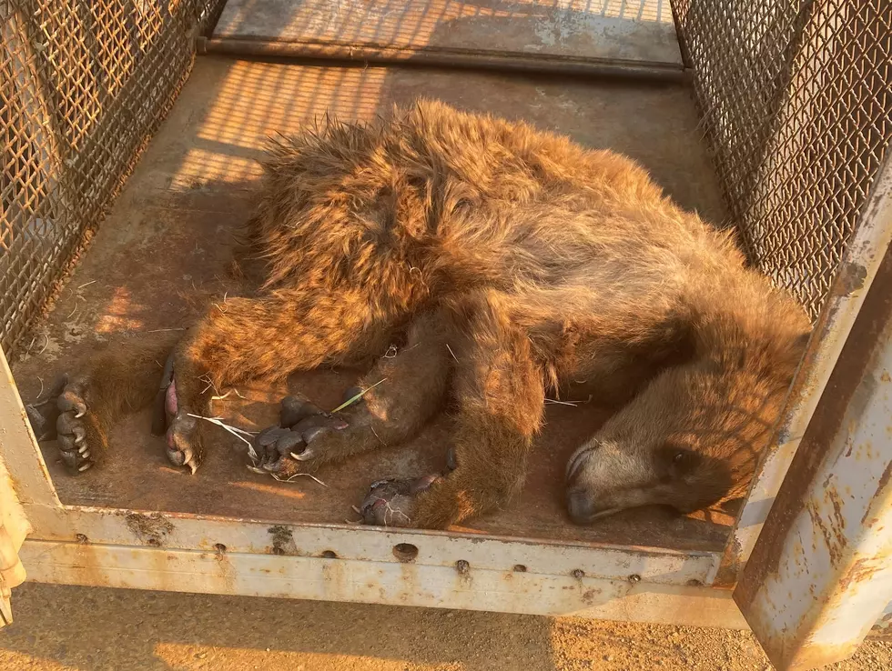 Burned Bear Rescued By Colorado Parks and Wildlife
