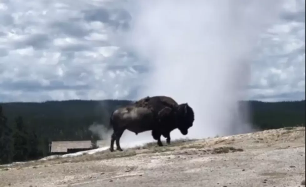 Yellowstone National Park ‘Old Faithful’ Erupts Behind Bison