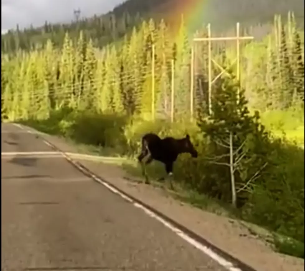 Colorado Double Rainbow Leads to Moose [WATCH]