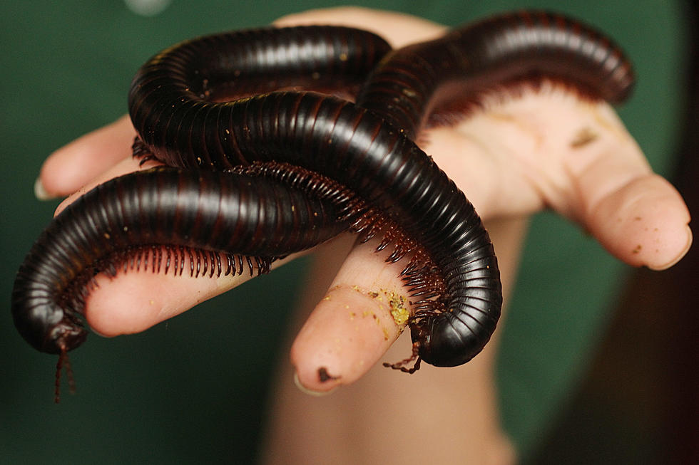 Four New Species of Millipedes Found in Colorado