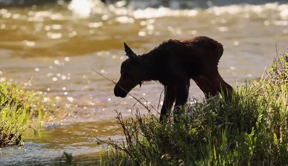 [Watch] Wobbly Moose Calf Attempts to Cross Estes Park Stream