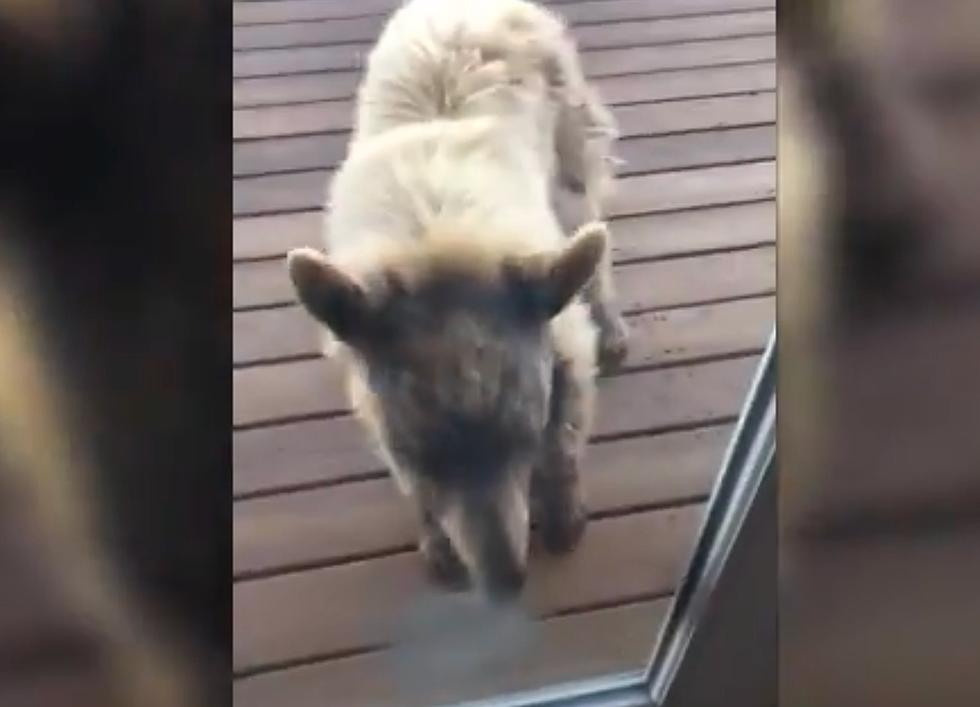 [Watch] Aggressive Bear Cub Charges Back Door of Boulder Home