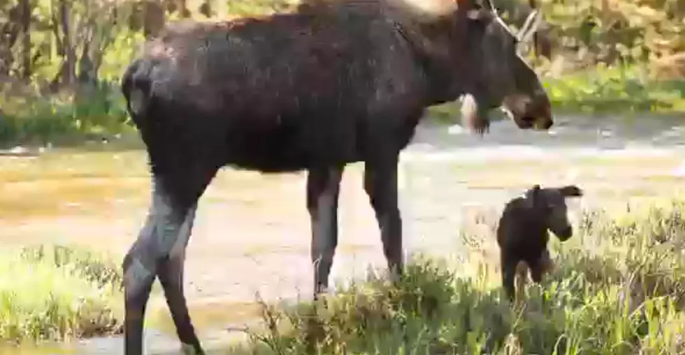 Baby Moose In Colorado Needs Relocated Due To People Feeding It