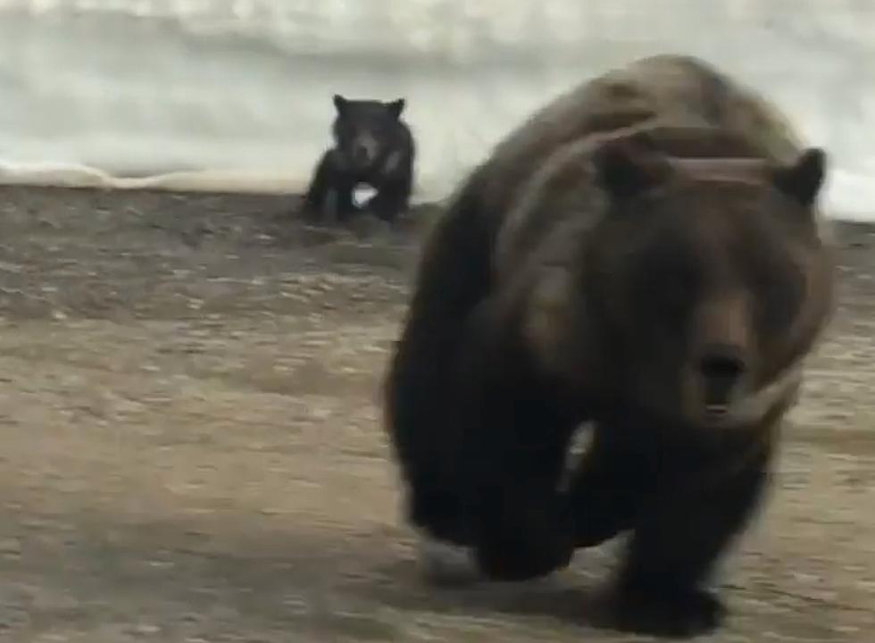 [VIDEO] Denver Man Chased by Grizzly Bear in Montana