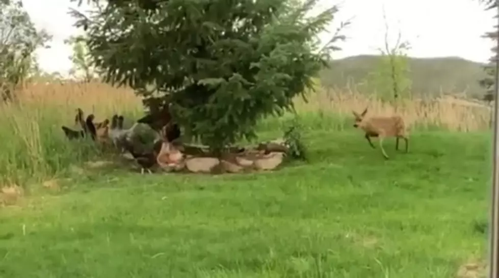 Fawn Plays With Chickens in Fort Collins Area Backyard [Watch]